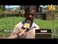 hiru-tv-top-light-09-05-2015