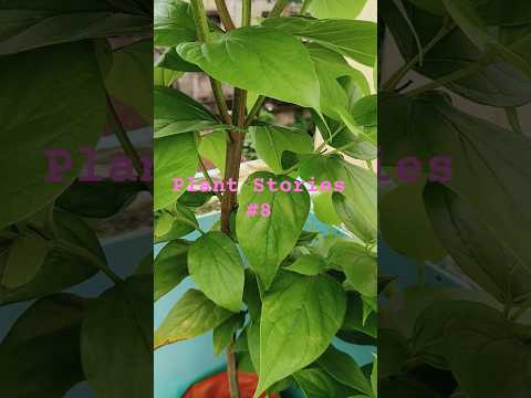 Plant Stories #8 Harshingaar ka poodha #हरसिंगार #garden #flowers #terracegardenindia