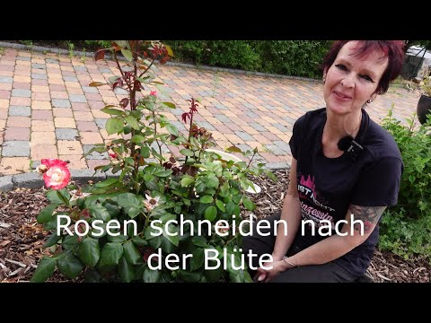 Pruning roses after flowering - instructions on how to do it successfully
