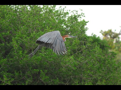 THE BIRD PHOTOGRAPHER OF THE YEAR, WHILE CRUISING THE SUNDAY RIVER