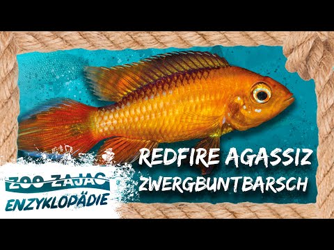 REDFIRE | FISH CYCLOPADIE | Zoo Zajac