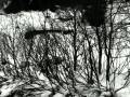 Dark Ambient - Vinterriket - Kontemplative ...