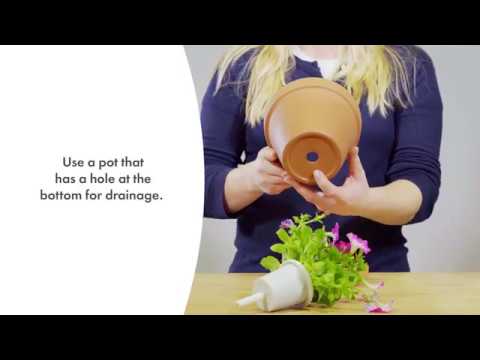 Click and Grow 3 vnt. papildymas - petunijos gėlių sėklos video