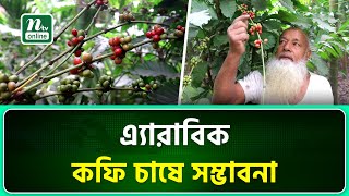 পঞ্চগড়ে কফি চাষ হতে পারে কৃষি বিল্পবের নতুন সম্ভাবনা |