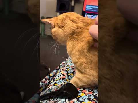 Chimmy is Ready for Bedtime Cuddles