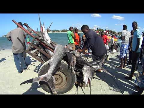 DAR ES SALAAM Fish Market