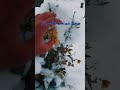 Beautiful Kashmiri Song Status Rashid Jahangir