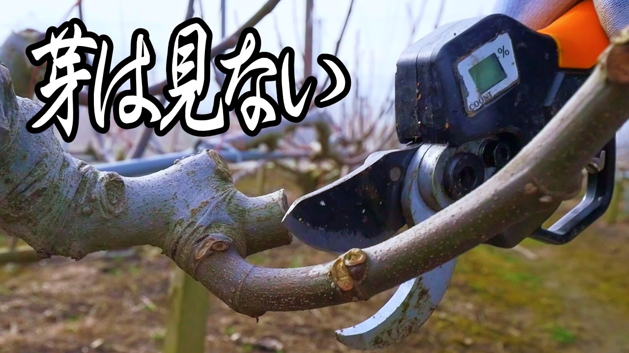 【啓蟄】イチジク剪定。プロは芽を見てない。一太刀で描く2026年の骨格