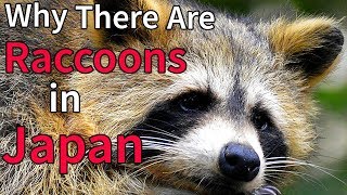Why There Are Raccoons in Japan