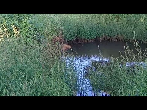 Fonte de água na caatinga existe a milhares de anonumaa o seu nível 