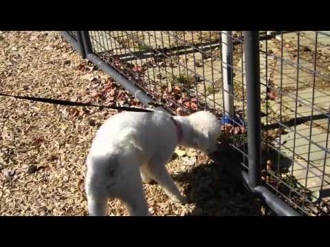 Angel, an adopted Poodle in Houston, TX_image-1