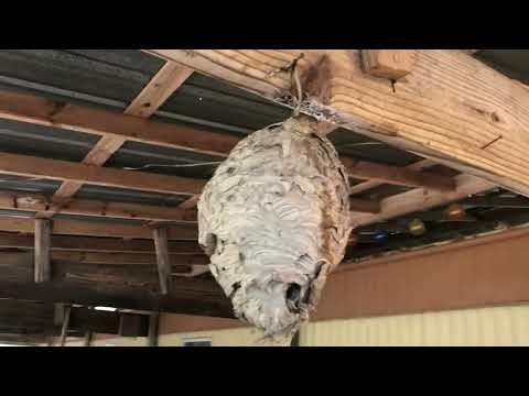 Preserving a hornet nest