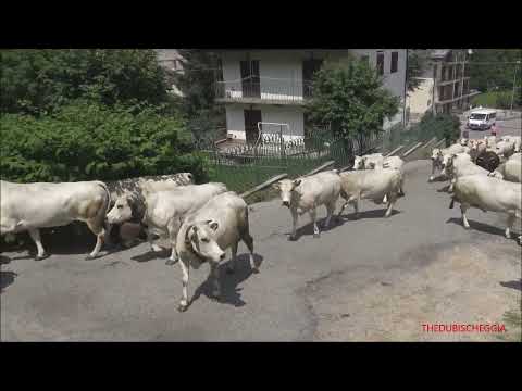 TRANSUMANZA SPETTACOLARE AL TROTTO A LIMONETTO NELLA VALLE VERMENAGNA. (CN) GIOV. 16 - 6 - 2022.