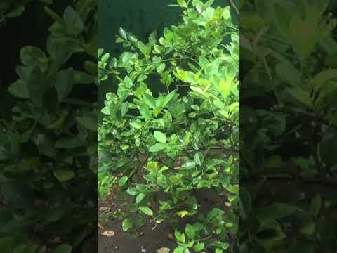 Welcome 🙏🏻 Zakee ☔️☔️☔️☔️☔️☔️🌧️🌧️🌧️🌧️