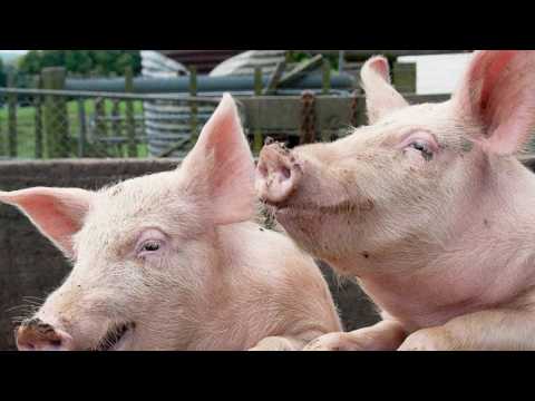 pig sound ouk ouk - sound of pig effect