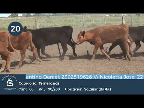 Lote M Y H -  Salazar Bs As