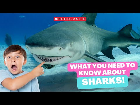 SHARK 🦈 Facts for KIDS | Whale SHARKS Can Grow as BIG as a Bus 🚌