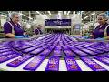 Inside The Chocolate Factory How Millions Of Dairy Milk Bars Are Made Every Day