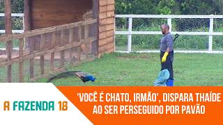 'Você é chato, irmão', dispara Thaíde ao ser perseguido por pavão | 'A Fazenda 18'