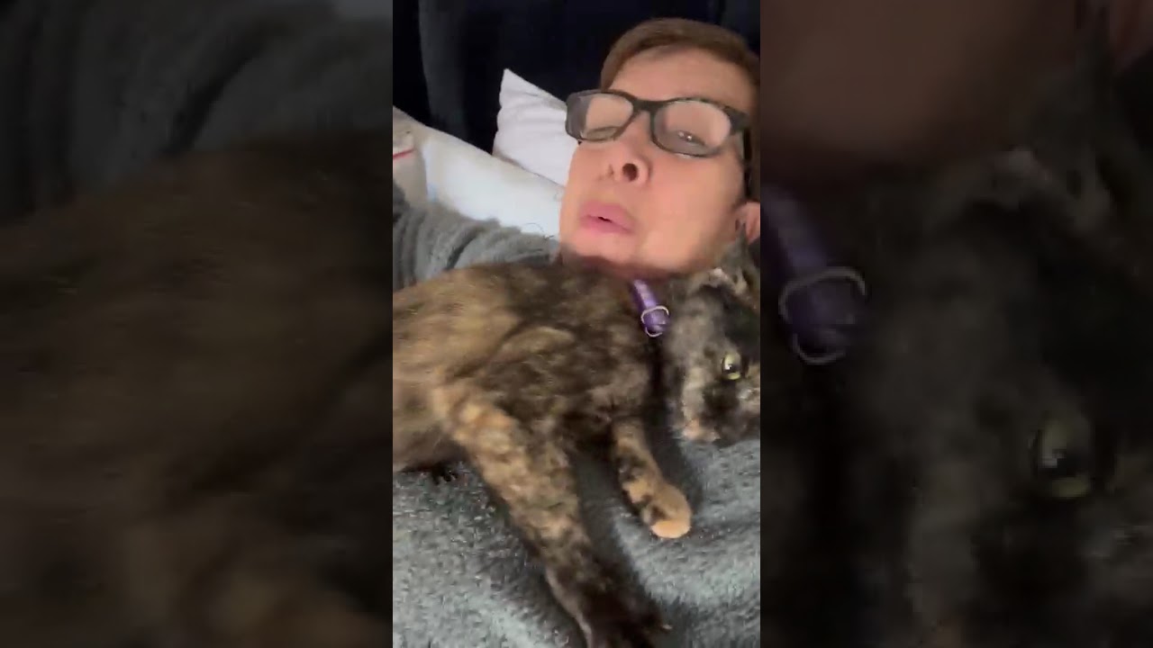 Enlarge Samoa, an adopted mixed breed in New York, NY video 2/6