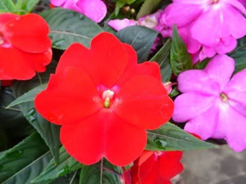 ニューギニアインパチェンスの群生