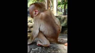 LOUY and LEXIE monkey EU2 #sorts #monkey #cute #viralvideo #animals #babymonkey #babymonkeys #vlog