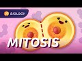 Mitosis The Cell Cycle How Cells Clone Themselves Crash Course Biology 29