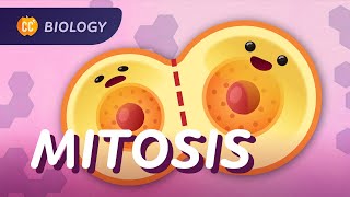 Mitosis and the Cell Cycle: Crash Course Biology #29