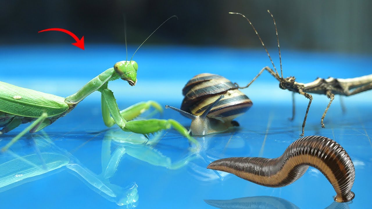 Что Случится Если Пиявка Впервые Встретит Богомола, Улитку и Палочника?