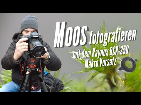 Moos fotografieren - Makrofotografie mit dem Raynox DCR-250 Makro Vorsatz