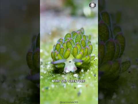 Leaf Sheep ✨ This Ocean CUTIE Is Real!