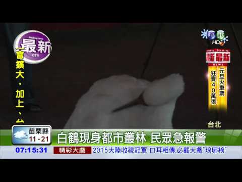 松山車站 驚見西伯利亞白鶴