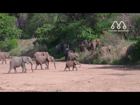 Crocodilo arranca tromba de elefante bebê