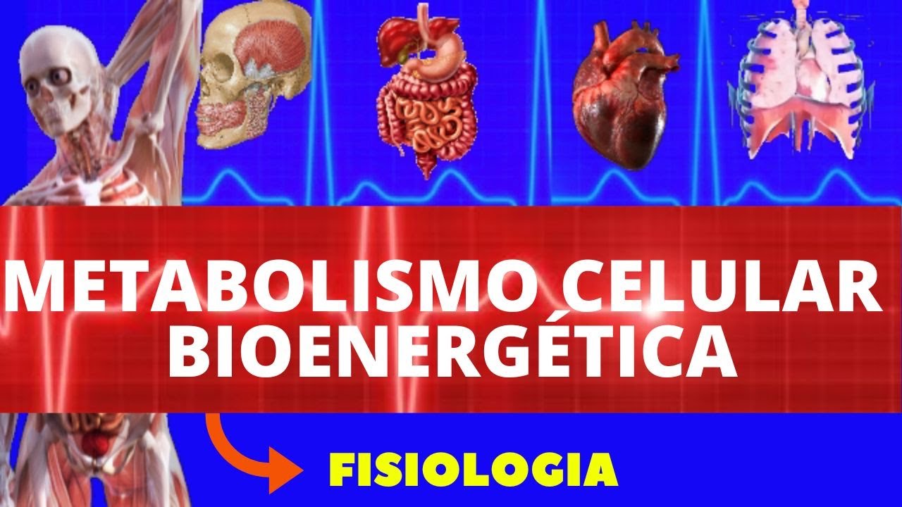 METABOLISMO CELULAR - (FISIOLOGIA DE GUYTON) - FORMAÇÃO DE ATP - FISIOLOGIA HUMANA