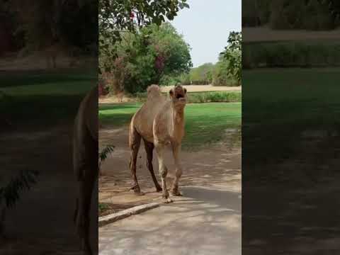 A camel at #saly #golf course #senegal