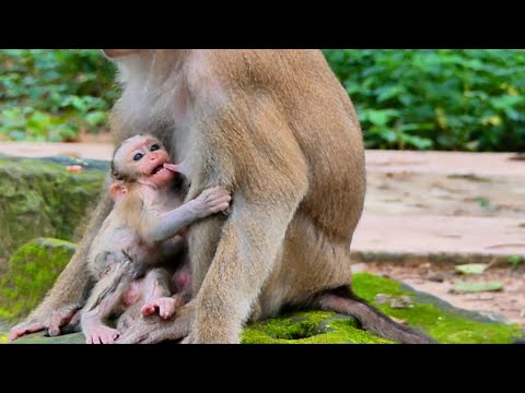 Why Luna always took BB Lynx in the middle of water make him didn't dare to move anywhere !