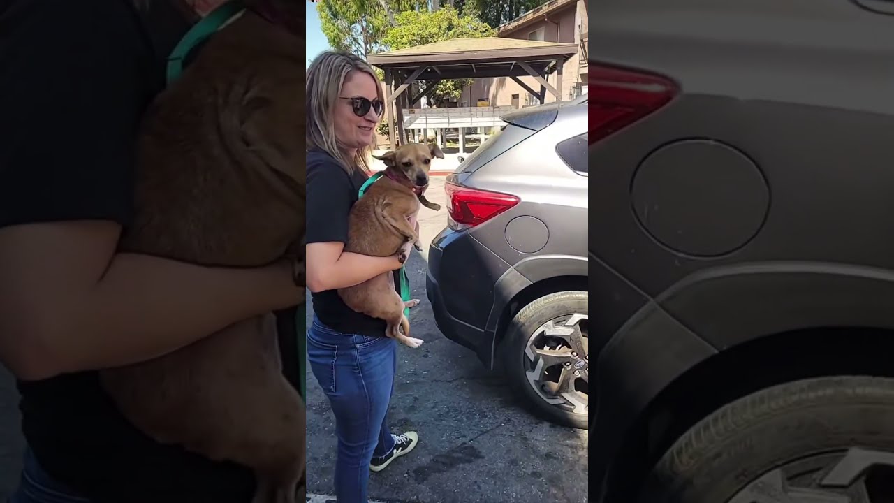 Enlarge Astro, a Adoptable Labrador Retriever in Los Angeles, CA video 6/6