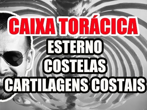 Vídeo Aula 106 - Anatomia Humana - Caixa Torácica: Esterno, Costelas e Cartilagens Costais