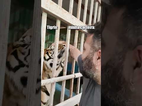 Tigrinho tá com fome