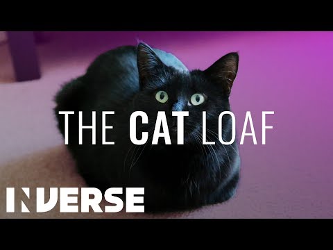 Why do Cats Sit in a Loaf | Inverse - YouTube