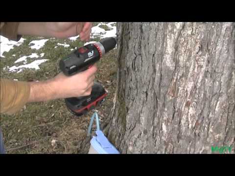 YouTube video about: What size drill bit for tapping maple trees?