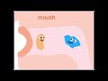 GCSE Biology Digestive System