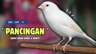 Download lagu Langsung BUNYI !!! Suara PANCINGAN Kenari PAUD Belajar Bunyi Ngeriwik || Masteran Kenari Paud #664 mp3