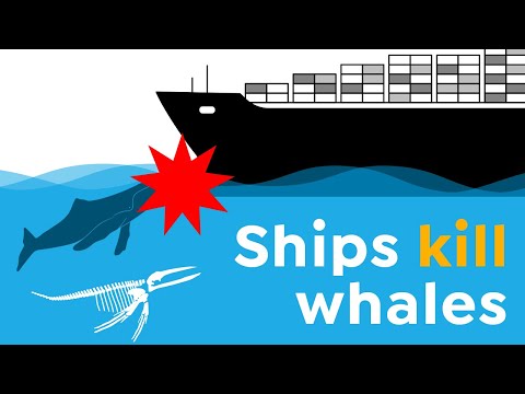 Why Thousands of Whales Die Every Year