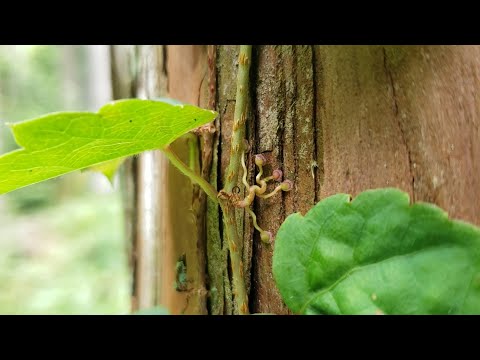 How to claim with flowers