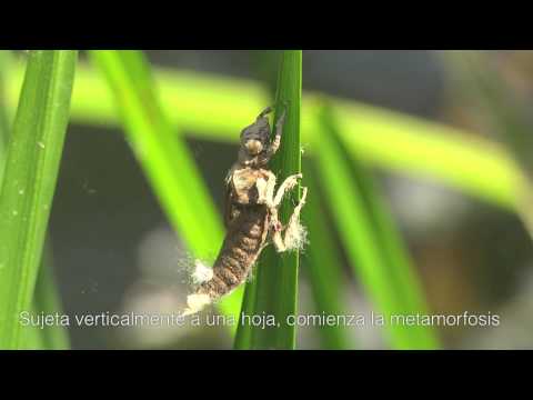 Libélula: de ninfa a imago