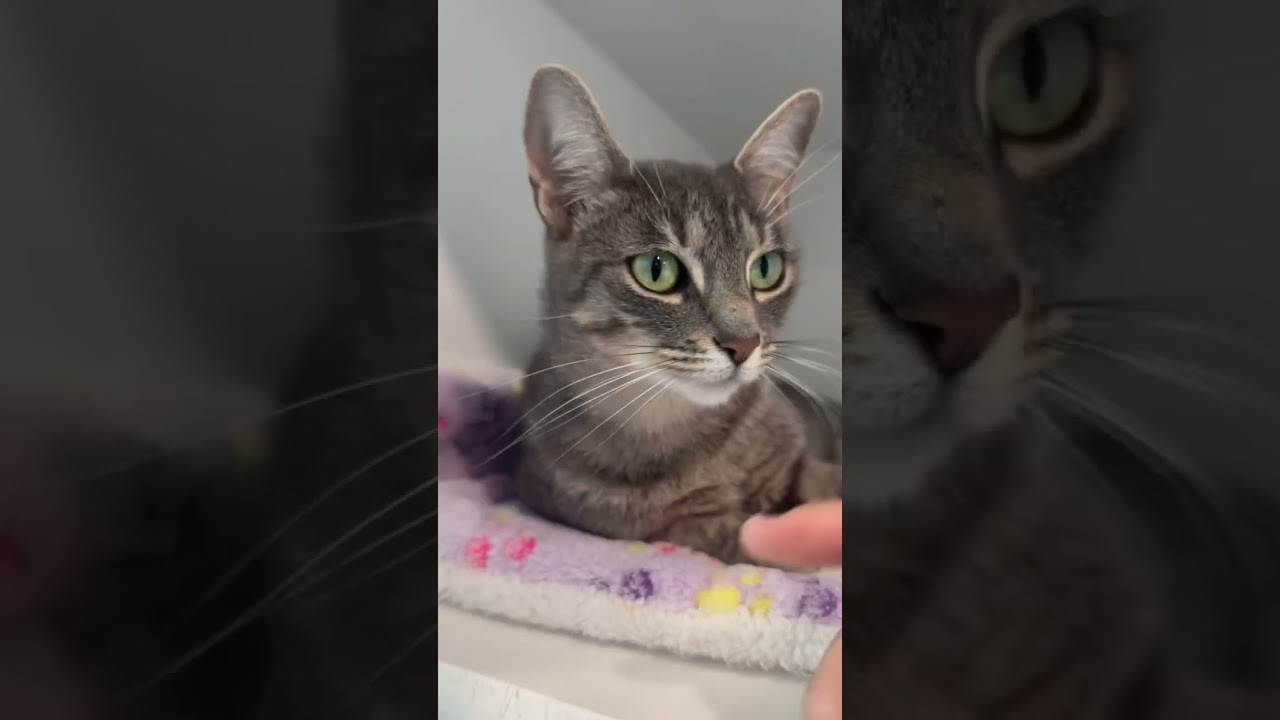 Enlarge Michi, a ADOPTABLE American Shorthair in Danbury, CT video 4/4