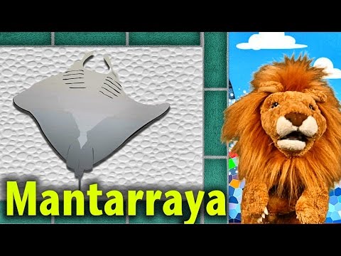Los niños Conocen a la Mantarraya - Animales Acuáticos - Lorenzoo El León - Videos Infantiles
