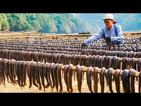 Leech Farming Technique - How Chinese Farm and Consume Billions of Leech - Leech Processing