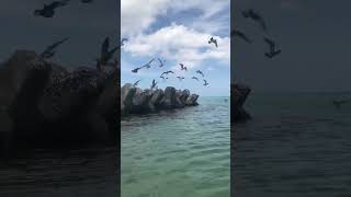 Download lagu 「海猫」 Black-tailed gulls on the beach mp3 Download lagu 「海猫」 Black-tailed gulls on the beach mp3